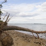 Mersea Island